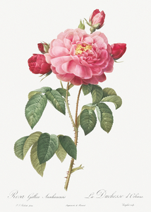 Vintage french rose
