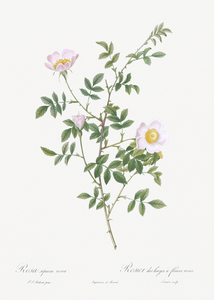 Pink hedge rose in bloom