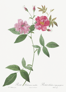 Blooming hudson rose