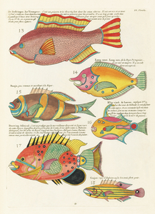Colourful and surreal illustrations of fishes found in Moluccas Indonesia and the East Indies by Louis Renard 1678 -1746 from Histoire naturelle des plus rares curiositez de la mer des Indes 1754.