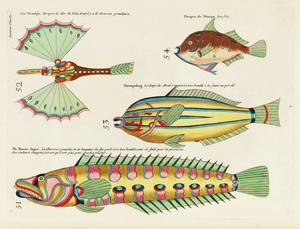 Colourful and surreal illustrations of fishes found in Moluccas Indonesia and the East Indies by Louis Renard 1678 -1746 from Histoire naturelle des plus rares curiositez de la mer des Indes 1754.