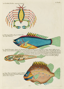 Colourful and surreal illustrations of fishes and crab found in Moluccas Indonesia and the East Indies by Louis Renard 1678 -1746 from Histoire naturelle des plus rares curiositez de la mer des Indes 1754.