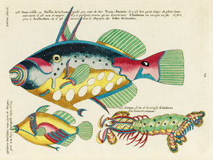 Colourful and surreal illustrations of maribe life found in Moluccas Indonesia and the East Indies by Louis Renard 1678 -1746 from Histoire naturelle des plus rares curiositez de la mer des Indes 1754.