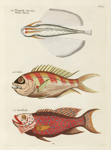 Colourful and surreal illustrations of fishes found in Moluccas Indonesia and the East Indies by Louis Renard 1678 -1746 from Histoire naturelle des plus rares curiositez de la mer des Indes 1754.