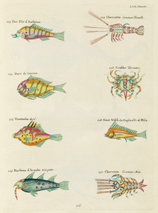 Colourful and surreal illustrations of fishes lobsters and crab found in Moluccas Indonesia and the East Indies by Louis Renard 1678 -1746 from Histoire naturelle des plus rares curiositez de la mer des Indes 1754.