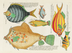 Colourful and surreal illustrations of fishes found in Moluccas Indonesia and the East Indies by Louis Renard 1678 -1746 from Histoire naturelle des plus rares curiositez de la mer des Indes 1754.
