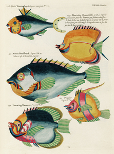 Colourful and surreal illustrations of fishes found in Moluccas Indonesia and the East Indies by Louis Renard 1678 -1746 from Histoire naturelle des plus rares curiositez de la mer des Indes 1754.