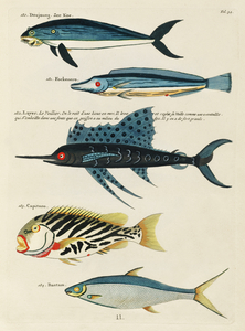 Colourful and surreal illustrations of fishes found in Moluccas Indonesia and the East Indies by Louis Renard 1678 -1746 from Histoire naturelle des plus rares curiositez de la mer des Indes 1754.