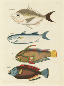 Colourful and surreal illustrations of fishes found in Moluccas Indonesia and the East Indies by Louis Renard 1678 -1746 from Histoire naturelle des plus rares curiositez de la mer des Indes 1754.
