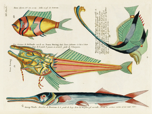 Colourful and surreal illustrations of fishes found in Moluccas Indonesia and the East Indies by Louis Renard 1678 -1746 from Histoire naturelle des plus rares curiositez de la mer des Indes 1754.