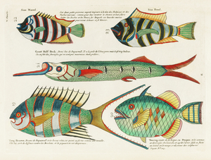 Colourful and surreal illustrations of fishes found in Moluccas Indonesia and the East Indies by Louis Renard 1678 -1746 from Histoire naturelle des plus rares curiositez de la mer des Indes 1754.