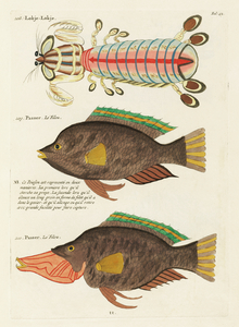 Colourful and surreal illustrations of fishes found in Moluccas Indonesia and the East Indies by Louis Renard 1678 -1746 from Histoire naturelle des plus rares curiositez de la mer des Indes 1754.