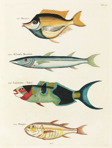 Colourful and surreal illustrations of fishes found in Moluccas Indonesia and the East Indies by Louis Renard 1678 -1746 from Histoire naturelle des plus rares curiositez de la mer des Indes 1754.