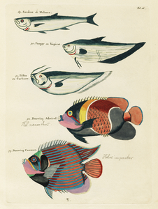 Colourful and surreal illustrations of fishes found in Moluccas Indonesia and the East Indies by Louis Renard 1678 -1746 from Histoire naturelle des plus rares curiositez de la mer des Indes 1754.