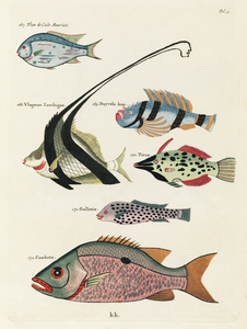 Colourful and surreal illustrations of fishes found in Moluccas Indonesia and the East Indies by Louis Renard 1678 -1746 from Histoire naturelle des plus rares curiositez de la mer des Indes 1754.