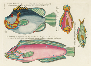 Colourful and surreal illustrations of fishes found in Moluccas Indonesia and the East Indies by Louis Renard 1678 -1746 from Histoire naturelle des plus rares curiositez de la mer des Indes 1754.