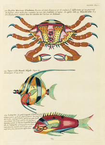 Colourful and surreal illustrations of fishes and crab found in the Indian and Pacific Oceans by Louis Renard 1678 -1746 from Histoire naturelle des plus rares curiositez de la mer des Indes 1754.