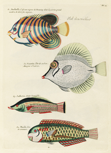 Colourful and surreal illustrations of fishes found in Moluccas Indonesia and the East Indies by Louis Renard 1678 -1746 from Histoire naturelle des plus rares curiositez de la mer des Indes 1754.