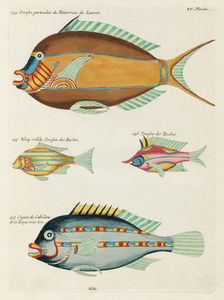 Colourful and surreal illustrations of fishes found in Moluccas Indonesia and the East Indies by Louis Renard 1678 -1746 from Histoire naturelle des plus rares curiositez de la mer des Indes 1754.