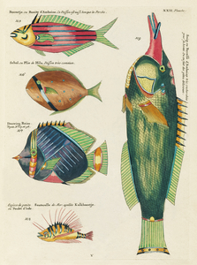 Colourful and surreal illustrations of fishes found in Moluccas Indonesia and the East Indies by Louis Renard 1678 -1746 from Histoire naturelle des plus rares curiositez de la mer des Indes 1754.