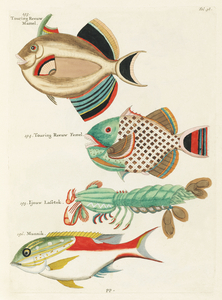Colourful and surreal illustrations of fishes found in Moluccas Indonesia and the East Indies by Louis Renard 1678 -1746 from Histoire naturelle des plus rares curiositez de la mer des Indes 1754.