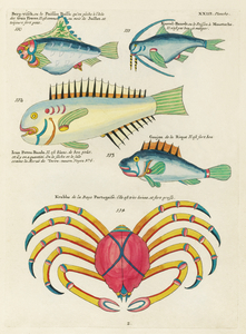 Colourful and surreal illustrations of fishes and crab found in the Indian and Pacific Oceans by Louis Renard 1678 -1746 from Histoire naturelle des plus rares curiositez de la mer des Indes 1754.