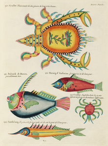 Colourful and surreal illustrations of fishes and lobster found in Moluccas Indonesia and the East Indies by Louis Renard 1678 -1746 from Histoire naturelle des plus rares curiositez de la mer des Indes 1754.