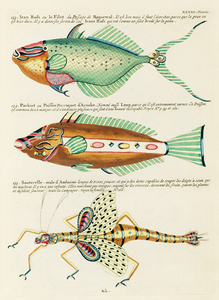 Colourful and surreal illustrations of fishes found in Moluccas Indonesia and the East Indies by Louis Renard 1678 -1746 from Histoire naturelle des plus rares curiositez de la mer des Indes 1754.