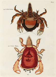 Colourful and surreal illustrations of crabs found in Moluccas Indonesia and the East Indies by Louis Renard 1678 -1746 from Histoire naturelle des plus rares curiositez de la mer des Indes 1754.