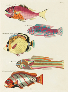 Colourful and surreal illustrations of fishes found in Moluccas Indonesia and the East Indies by Louis Renard 1678 -1746 from Histoire naturelle des plus rares curiositez de la mer des Indes 1754.