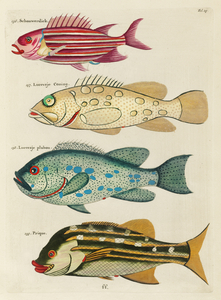 Colourful and surreal illustrations of fishes found in Moluccas Indonesia and the East Indies by Louis Renard 1678 -1746 from Histoire naturelle des plus rares curiositez de la mer des Indes 1754.