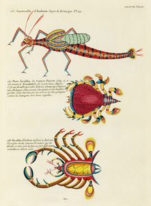 Colourful and surreal illustrations of fishes and crabs found in Moluccas Indonesia and the East Indies by Louis Renard 1678 -1746 from Histoire naturelle des plus rares curiositez de la mer des Indes 1754.