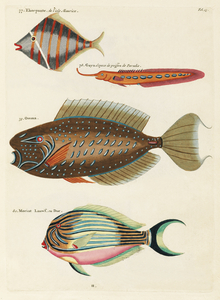Colourful and surreal illustrations of fishes found in Moluccas Indonesia and the East Indies by Louis Renard 1678 -1746 from Histoire naturelle des plus rares curiositez de la mer des Indes 1754.