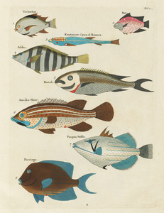 Colourful and surreal illustrations of fishes found in Moluccas Indonesia and the East Indies by Louis Renard 1678 -1746 from Histoire naturelle des plus rares curiositez de la mer des Indes 1754.