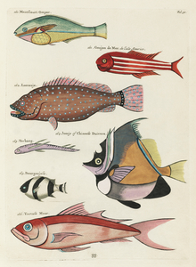Colourful and surreal illustrations of fishes found in Moluccas Indonesia and the East Indies by Louis Renard 1678 -1746 from Histoire naturelle des plus rares curiositez de la mer des Indes 1754.
