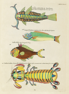 Colourful and surreal illustrations of fishes and other marine life found in Moluccas Indonesia and the East Indies by Louis Renard 1678 -1746 from Histoire naturelle des plus rares curiositez de la mer des Indes 1754.