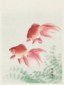 Two veil goldfish 1926 by Ohara Koson 1877-1945.