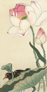 Gallinule with Lotus Flowers 1900 - 1930 by Ohara Koson 1877-1945.