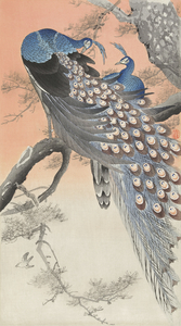 Two peacocks on tree branch 1900 - 1930 by Ohara Koson 1877-1945.