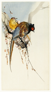 Pheasant couple and plum blossom 1900 - 1930 by Ohara Koson 1877-1945.