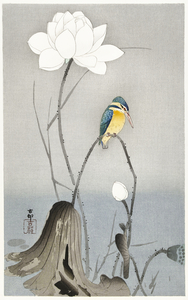 Kingfisher with Lotus Flower 1900 - 1945 by Ohara Koson 1877-1945.