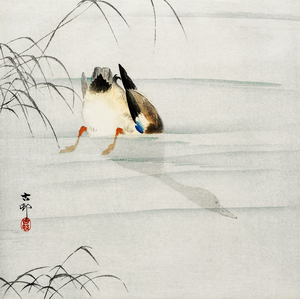 Mallard the head under water 1900 - 1930 by Ohara Koson 1877-1945.