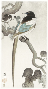 Magpie on tree branch 1900 - 1910 by Ohara Koson 1877-1945.