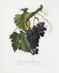 Black grape Vitis vinifera from Pomona Italiana 1817 - 1839 by Giorgio Gallesio 1772-1839. 