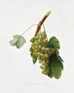 Grape vine Vitis vinifera Niciensis from Pomona Italiana 1817 - 1839 by Giorgio Gallesio 1772-1839. 