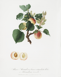 Apricot Alessandrina seconda from Pomona Italiana 1817 - 1839 by Giorgio Gallesio 1772-1839. 