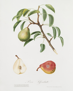 Pear Pyrus veneta from Pomona Italiana 1817 - 1839 by Giorgio Gallesio 1772-1839. 