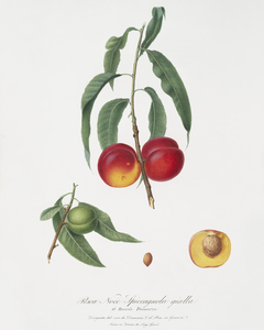 Walnut peach Persica from Pomona Italiana 1817 - 1839 by Giorgio Gallesio 1772-1839. 