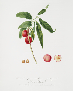 Apricot Pesca Ciliegia from Pomona Italiana 1817 - 1839 by Giorgio Gallesio 1772-1839. 