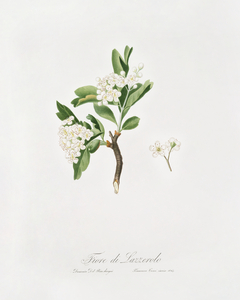 Hawthorn flower Crataegus poliossea sterilis from Pomona Italiana 1817 - 1839 by Giorgio Gallesio 1772-1839. 